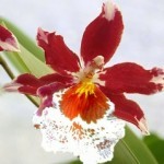 cambria fiori vistosi