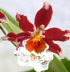 cambria fiori vistosi