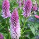 Celosia infiorescenza a spiga