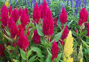 celosia Amarantaceae