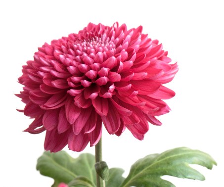 Crisantemo infiorescenza tonda