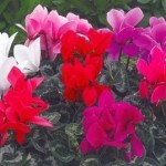 Cyclamen