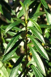 Foglie lanceolate