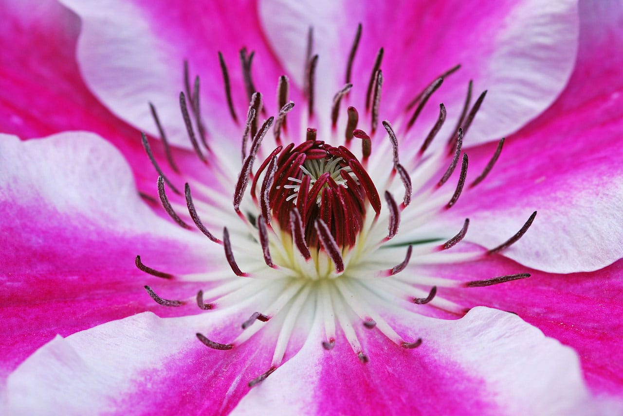 fiore clematide