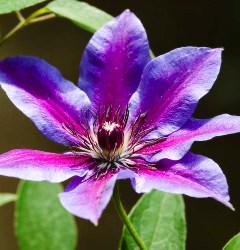 fiori molto appariscenti