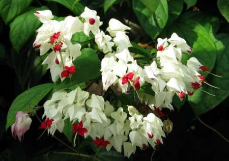Clerodendrum