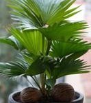 foglie pennate regolari