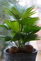 foglie pennate regolari