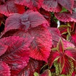 Coleus blumei
