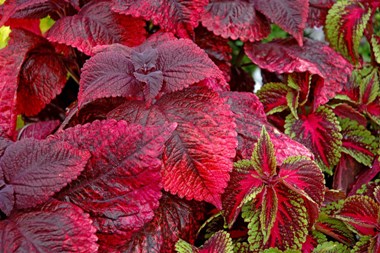 Coleus blumei