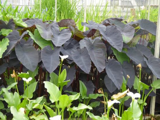colocasia black magic