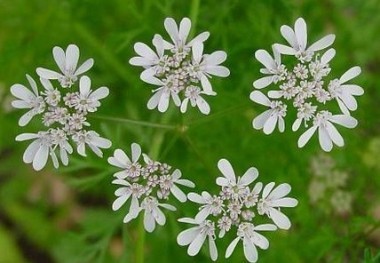 Coriandrum Sativum