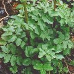 crescione foglie ovali