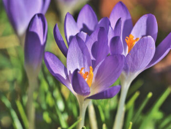 fiore crocus