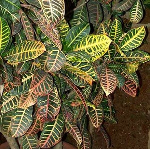 croton avversità