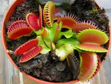 dionaea bocche