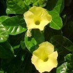 dipladenia foglie forma ovale