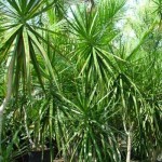 dracena del madagascar