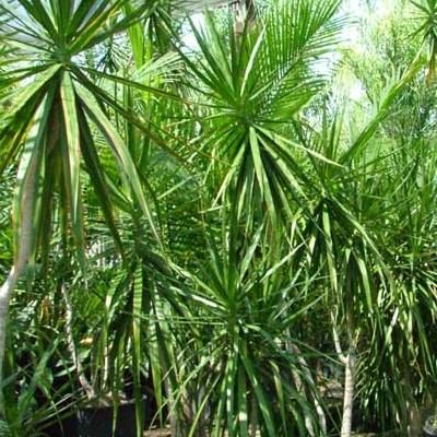 dracena del madagascar