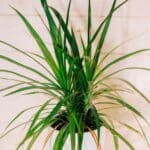 dracena per ufficio