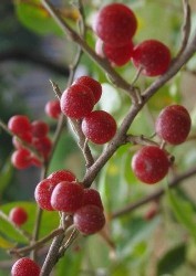 Eleagno frutti ovoidali