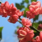 evonimo fiori porpora