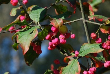 Euonymus alatus 