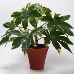 fatsia japonica