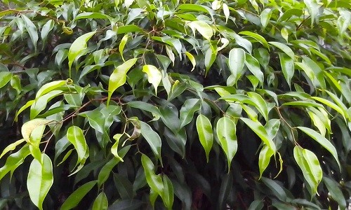 ficus benjamina