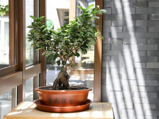 bonsai ficus