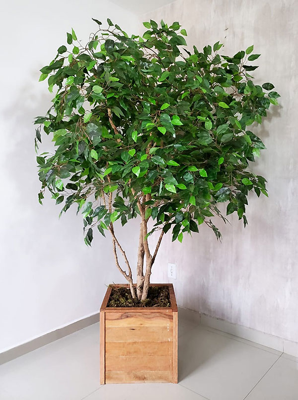 ficus