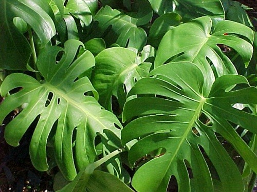 filodendro pianta