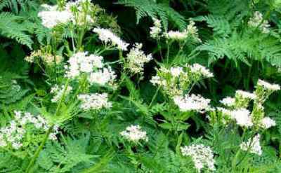 finocchiella Myrrhis Odorata