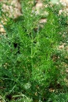 Finocchio foglie carnose