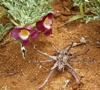 harpagophytum
