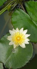 fiore di loto foglie idrorepellenti 