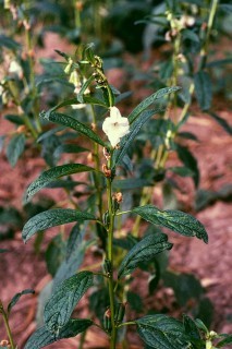 sesamo indicum