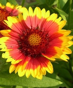 fiore simil margherita