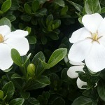 Gardenia sempreverde