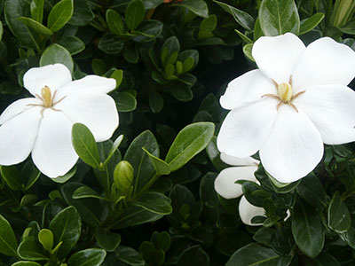 Gardenia sempreverde