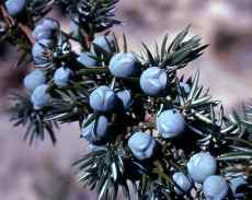 ginepro frutto bacca