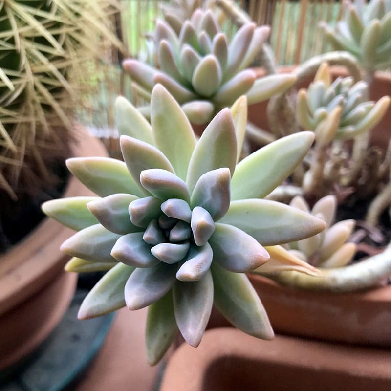 graptosedum pianta grassa