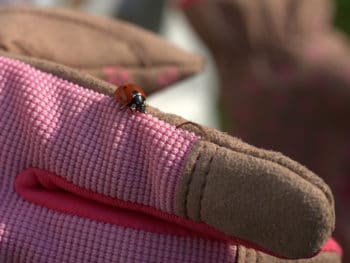 guanti da giardinaggio