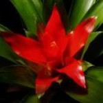 guzmania fiore tubolare