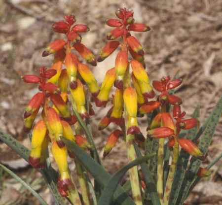 lachenalia Liliaceae