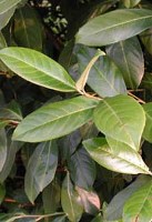 foglie lanceolate