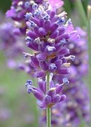lavanda fiore