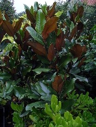 magnolia foglie magnolia foglie ellittiche