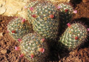 mammillaria Cactaceae