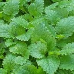 melissa foglie piccioulate